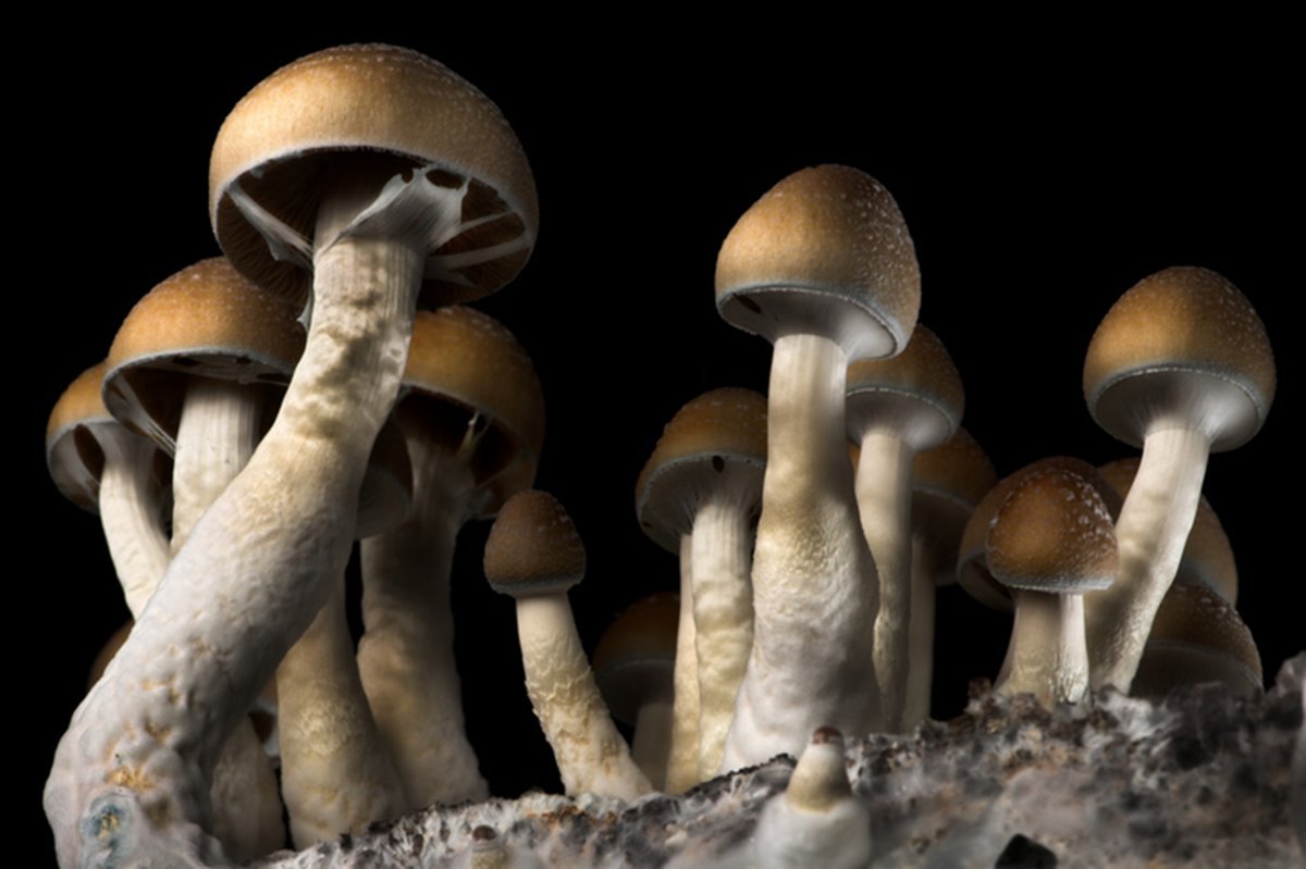 Cogumelos mágicos lado a lado - Metrópoles
