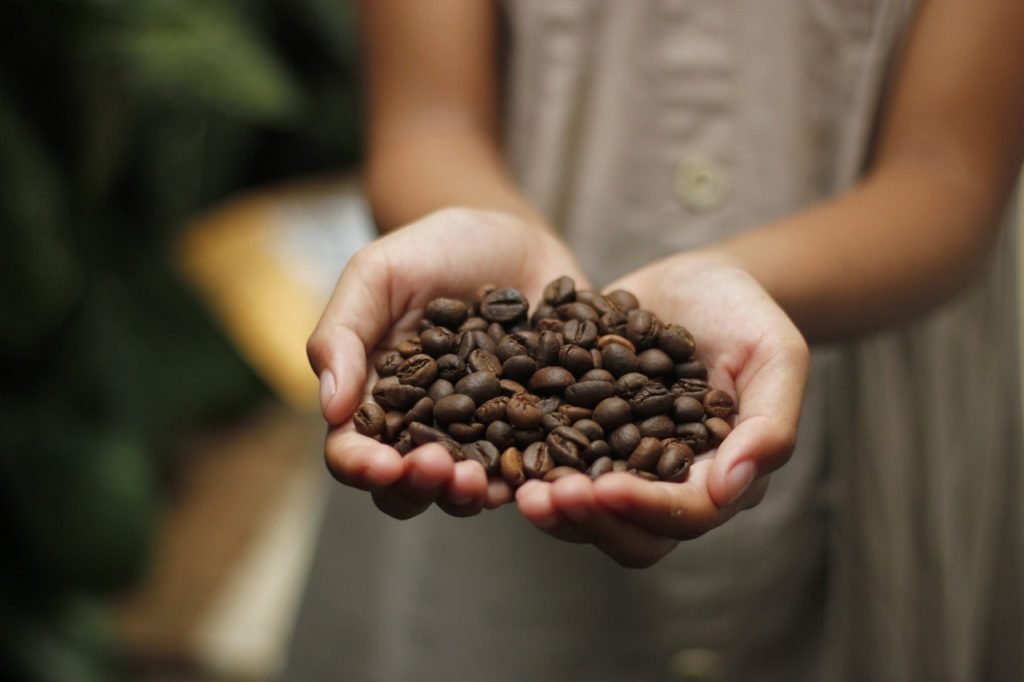 Na foto, duas mãos femininas segurando grão de café torrados - Metrópoles