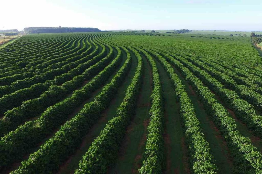 Na foto, um cafezal visto de cima - Metrópoles