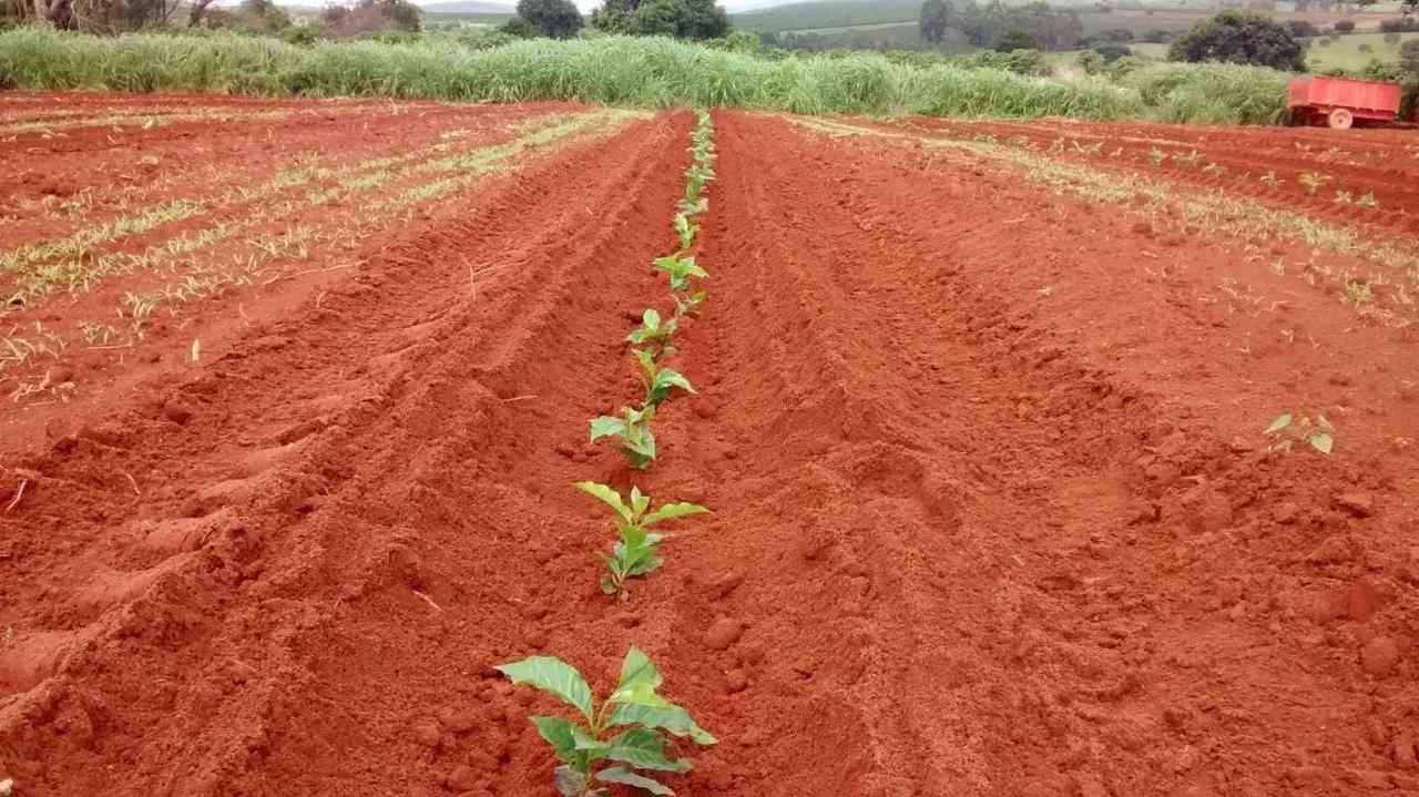 Na foto, mudas pequenas de caf&eacute; crescendo no cafezal - Metr&oacute;poles