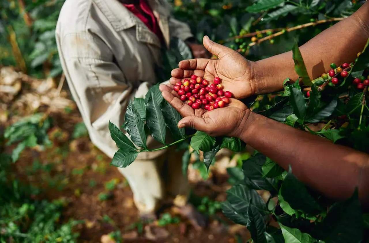 Café arábica corresponde a 64% e café conilon a 36% da safra total