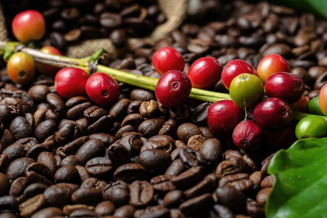 Na foto, o fruto do café no pé já maduro e grãos de café espalhados como fundo - Metrópoles