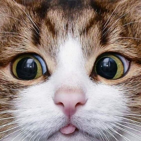 Olhar de um gato