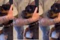 Imagem colorida contendo uma montagem com fotos de um cachorro grande preto e uma mão de um homem abraçando sua cabeça