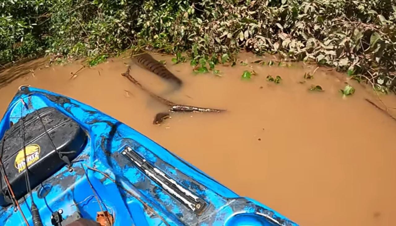 (Vídeo) Biólogo é atacado por serpente enquanto gravava vídeo em