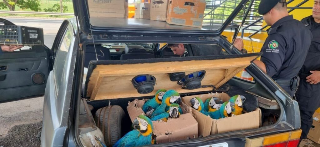 goias animais silvestes apreendidos