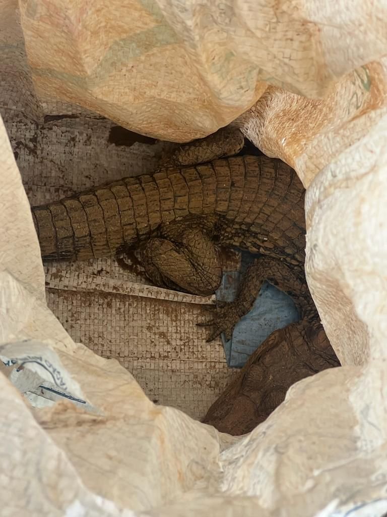 goias animais silvestes apreendidos