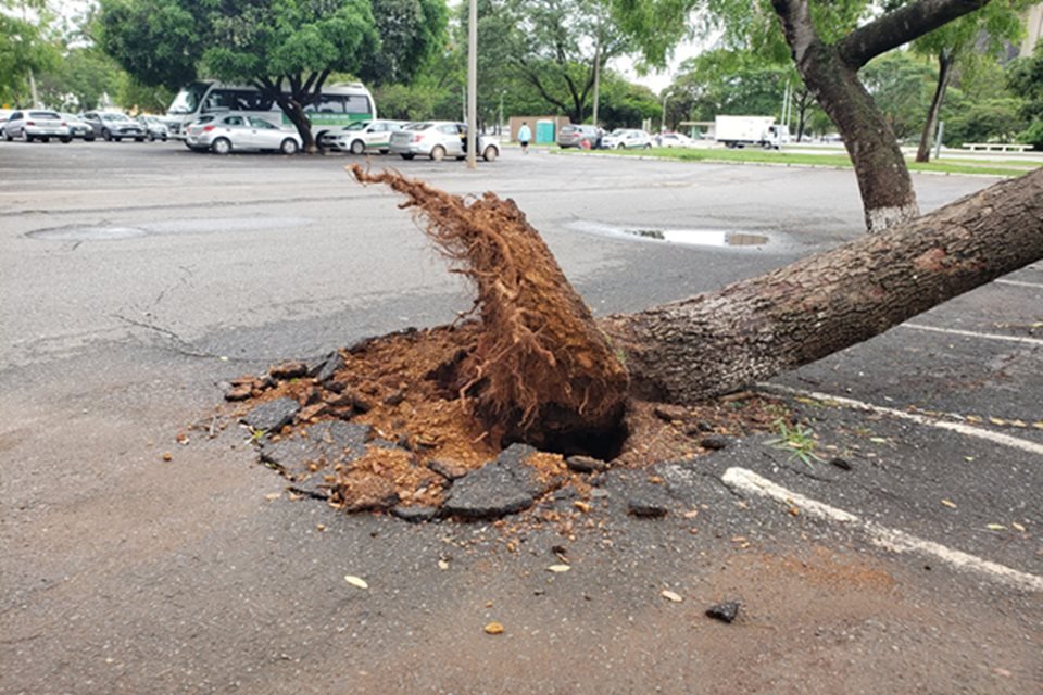 Chuvarada de quinta-feira provoca inúmeras quedas de árvore e deixa bairros  da capital sem energia - REDE JOTA FM