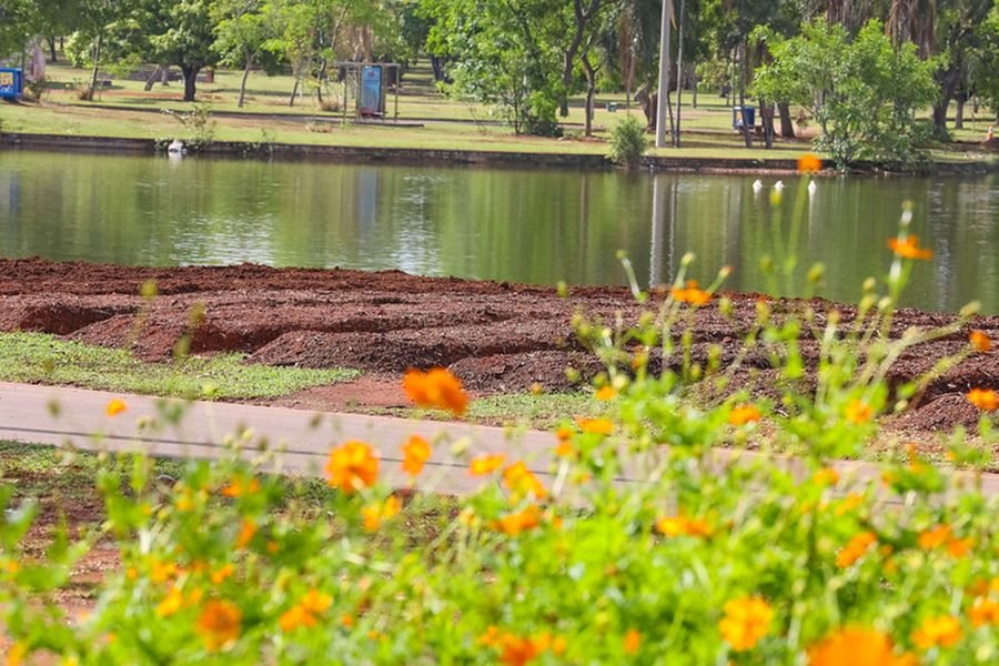 Plantas com flores laranja, barro e lago ao fundo em parque