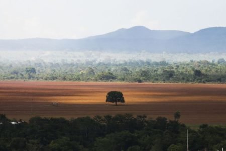 Desmatamento: área de cerrado desmatada para plantio no município de Alto Paraíso - Metrópoles