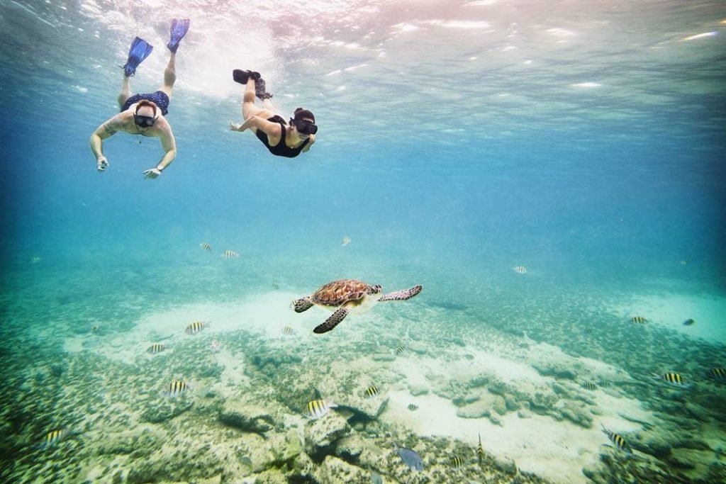 Foto de um homem e uma mulher mergulhados em um mar ao lado de uma tartaruga marinha
