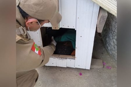 Criança é encontrada dormindo em casinha de cachorro em rua de SC - Metrópoles