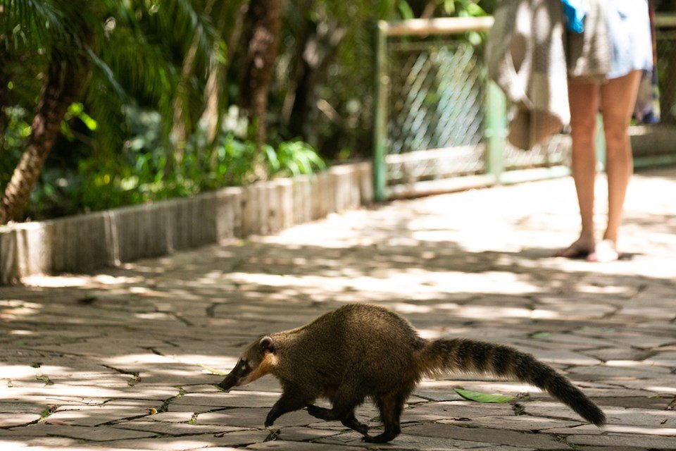 Quati passando em calçada