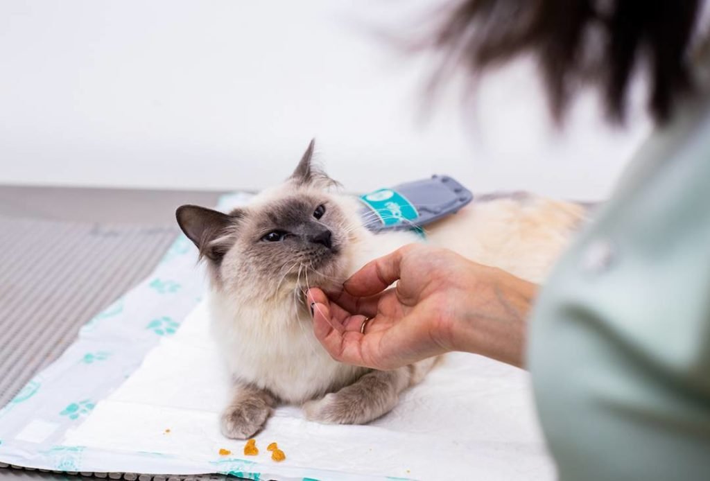 Foto de um gato de cor branco acinzentado deitado em cima de uma maca enquanto uma mão faz carinho em seu rosto