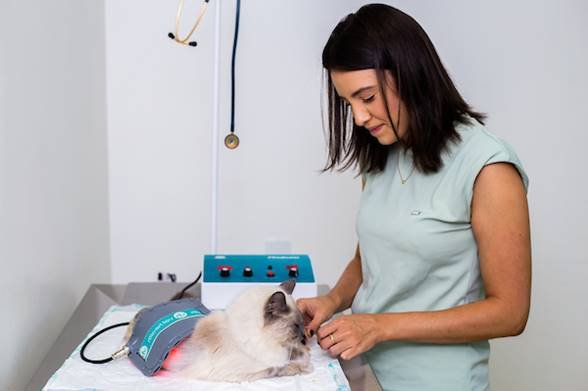 Mulher branca e de cabelo preto examina um gato de cor branco acinzentado enquanto ele está deitado em uma maca
