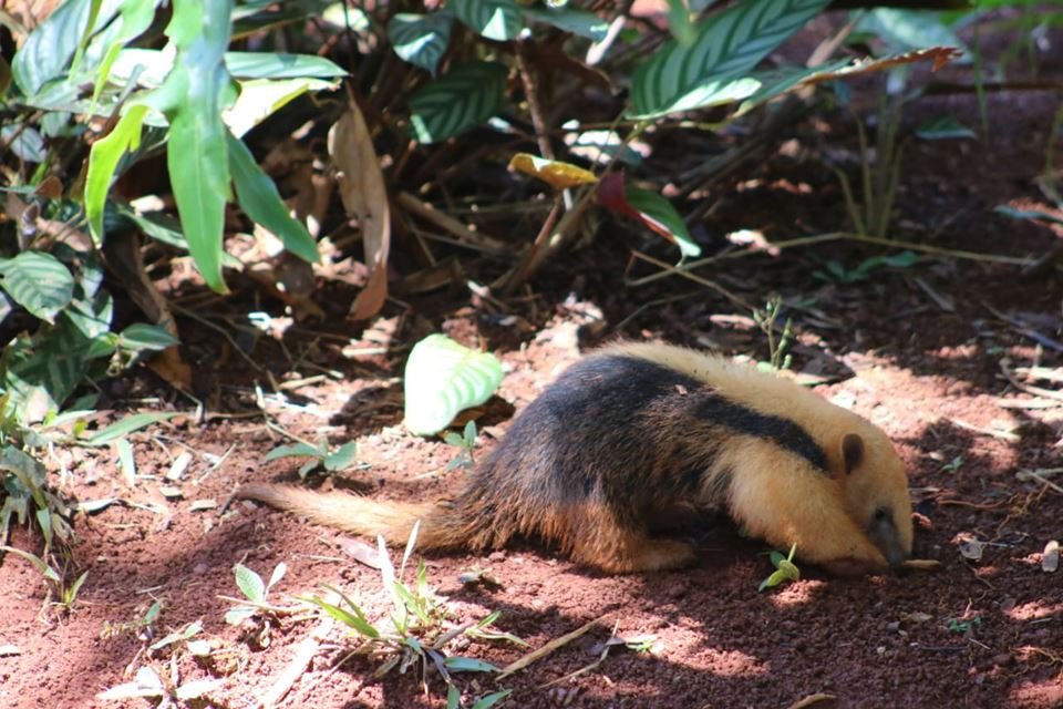 Tamanduá-mirim em floresta