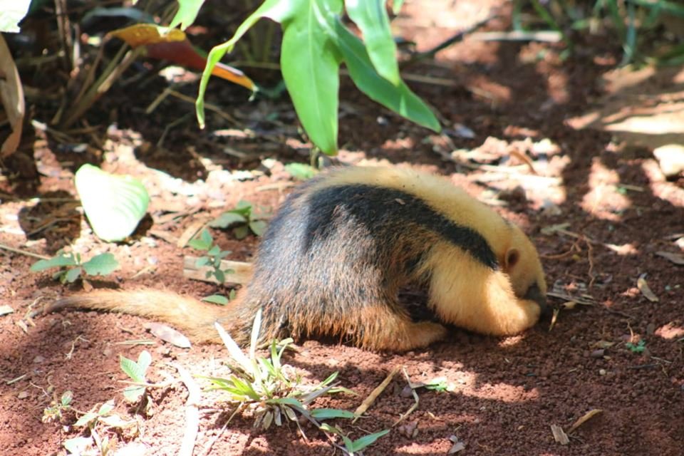 Tamanduá-mirim em floresta