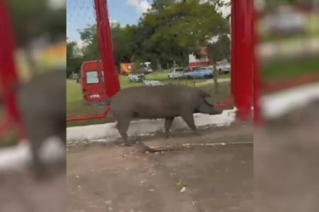 Foto colorida mostra porca atravessando a rua após mulher parar o trânsito, em Goiânia (GO) - Metrópoles