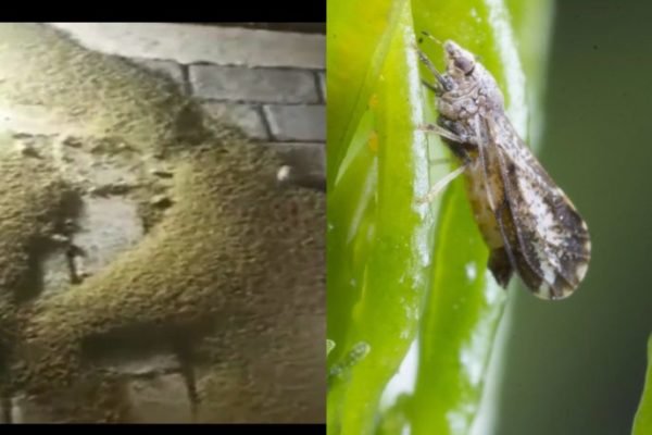Nuvem de insetos invade cidade e assusta moradores no interior da PB