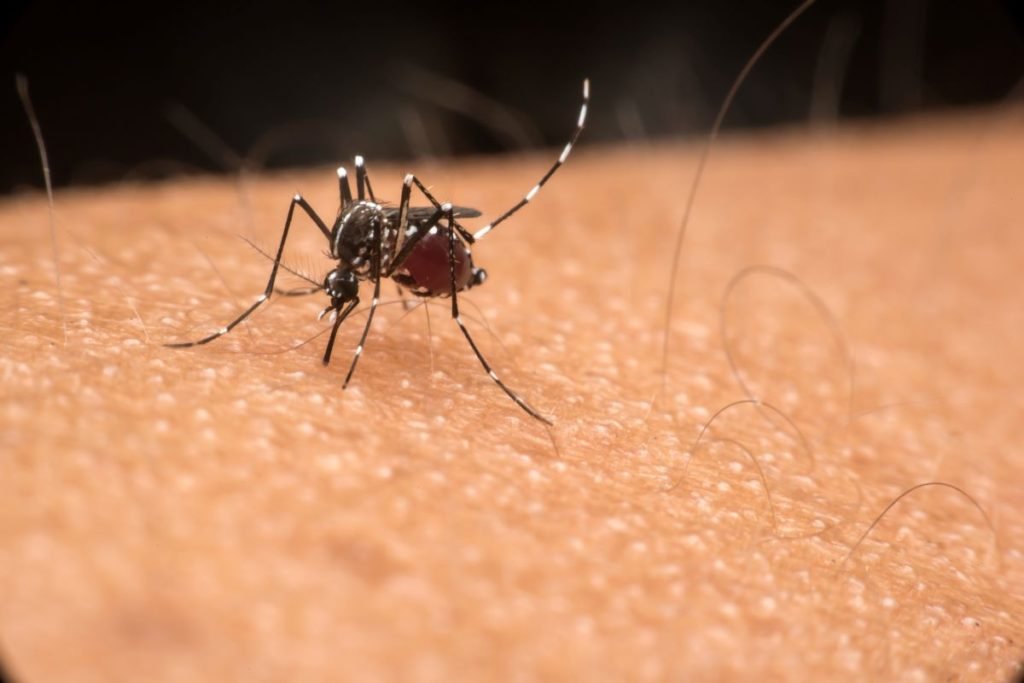 Imagem mostra mosquito Aedes Aegypiti na pele de uma pessoa - Metrópoles