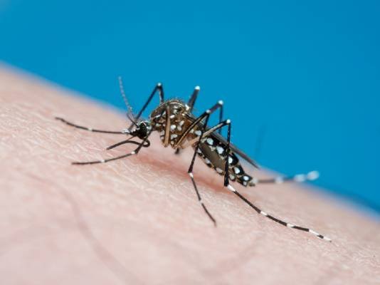Das Farbbild zeigt eine Aedes aegypti-Mücke, die auf weißer Haut sitzt.  Das Insekt ist schwarz und hat weiße Flecken – Metropolen