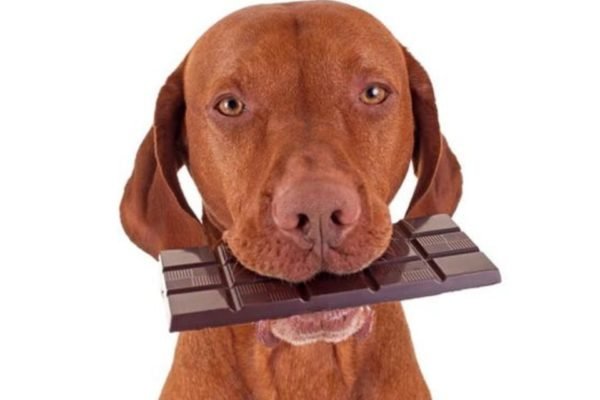 cachorro comendo chocolate - metropoles