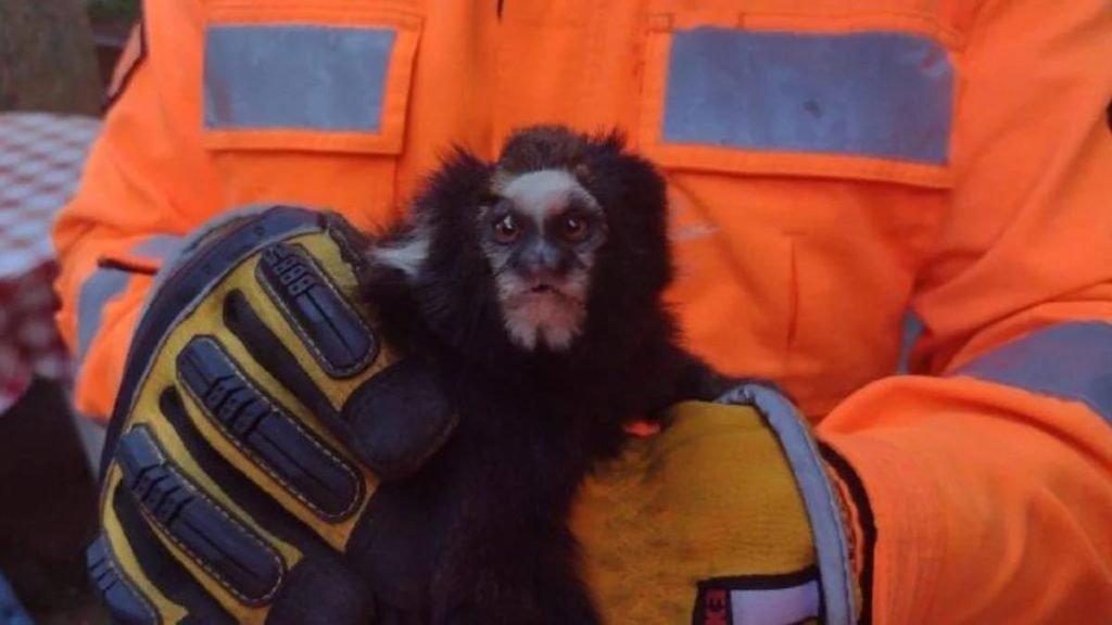 Macaco em zoológico liga para número de emergência e mobiliza