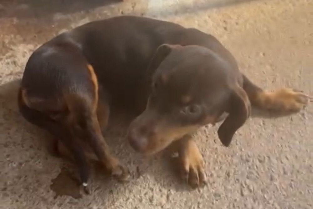 cadela com pata quebrada em goiania - Metrópoles