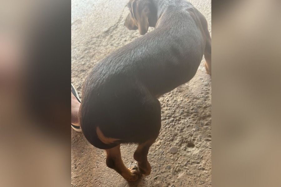 cachorra com pata quebrada em goiania - Metrópoles