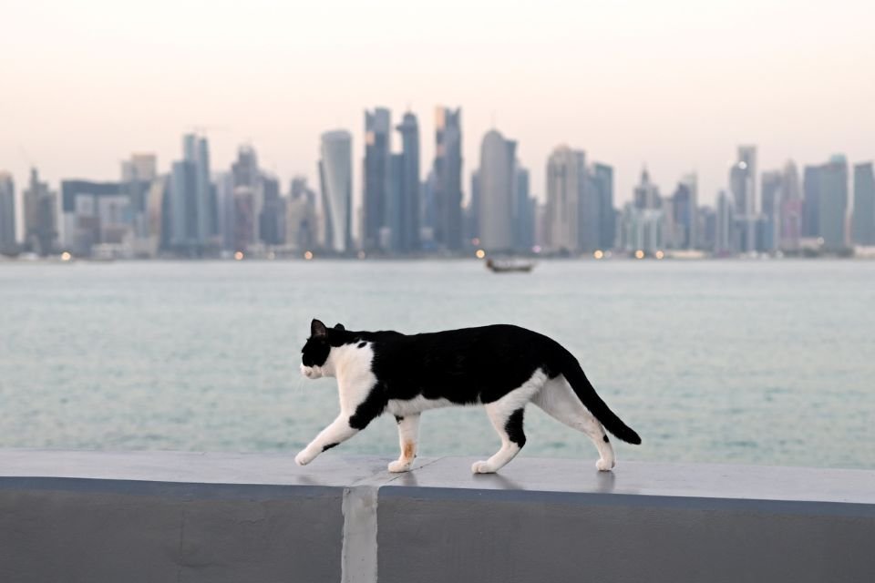 Foto colorida de um gato preto e branco em um fundo de prédios