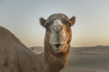 Fotografia de um camelo olhando para a câmera - Metrópoles