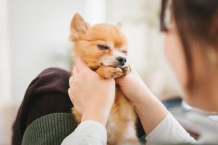 Amigos dos animais: 4 signos que n&atilde;o vivem sem pets por perto | Metr&oacute;poles