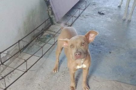 Pitbull filhote furtaddo