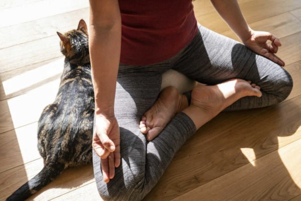 Meditação com gatos