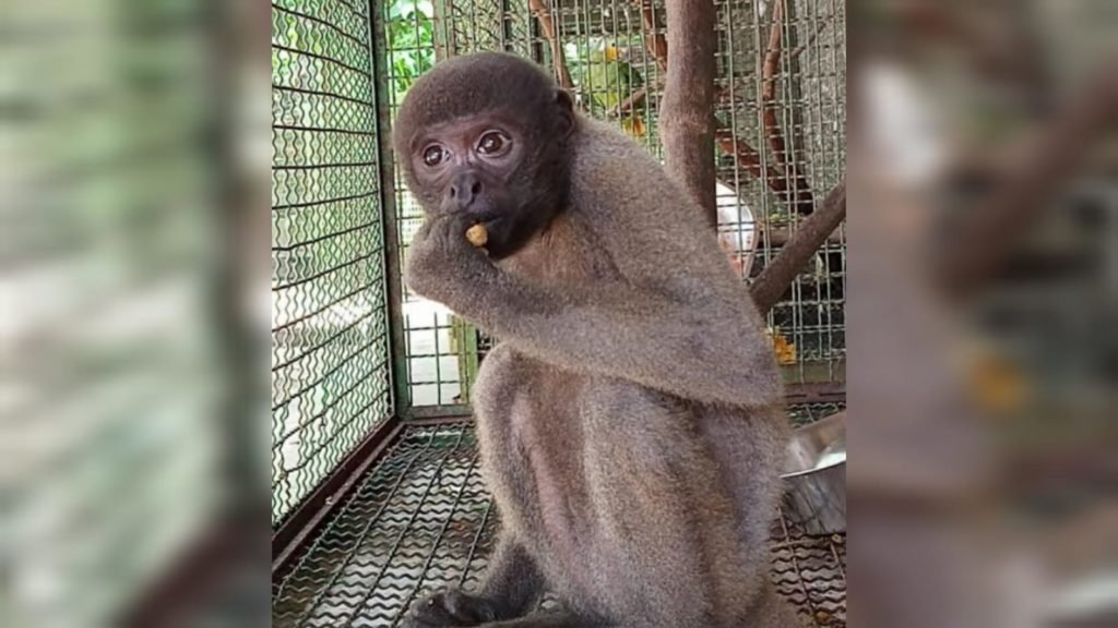 Tainá, fêmea de macaco barrigudo ameaçada de extinção - Metrópoles