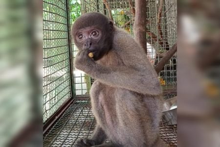 Tainá, fêmea de macaco barrigudo ameaçada de extinção - Metrópoles