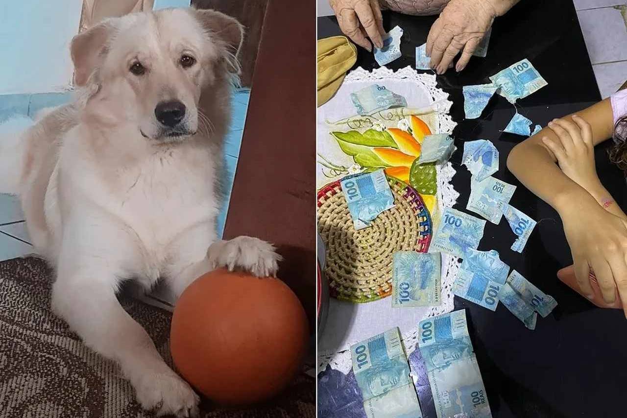 meu cachorro morreu e agora não tenho dinheiro para spoofer no