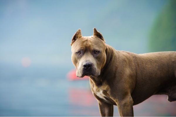 Altamente letal: conheça a potência da mordida de um pit-bull | Metrópoles