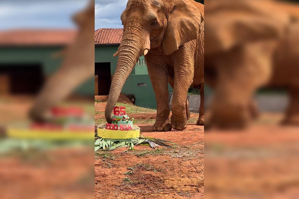 Elefante come bolo de aniversário no Zoo