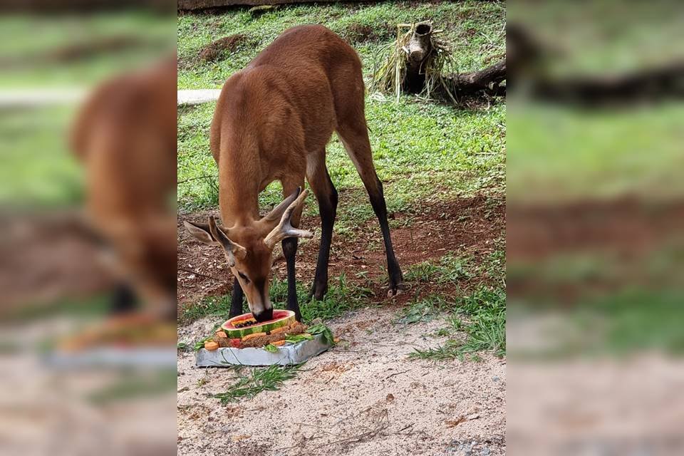 Cervo se alimenta de frutas no Zoo