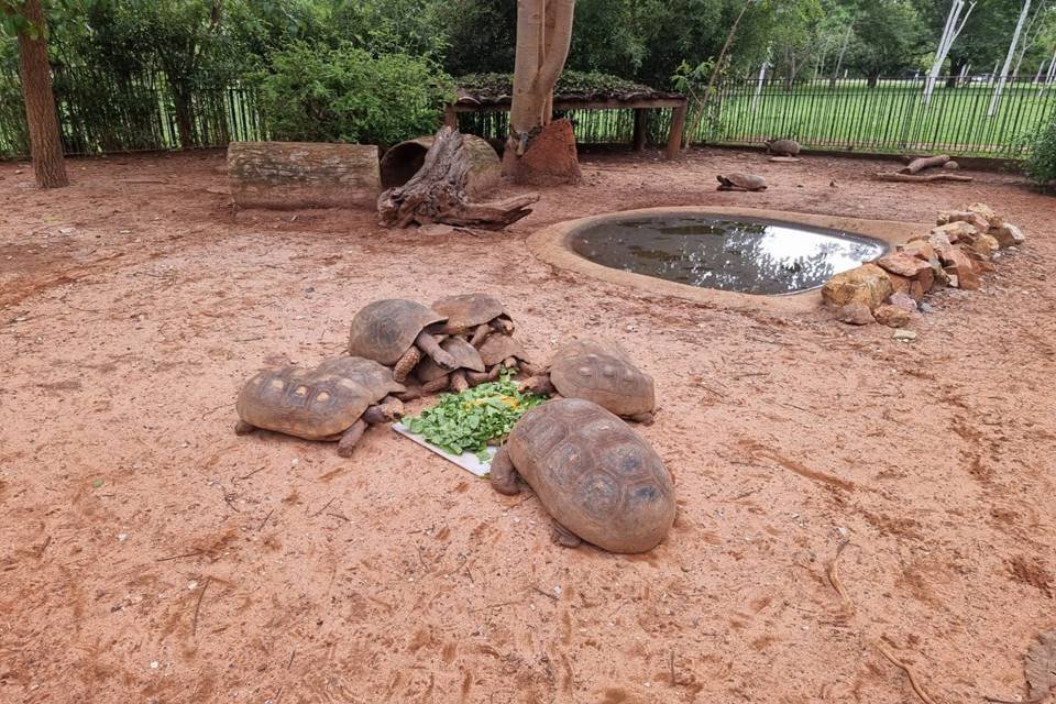 Jabutis em roda para alimentação