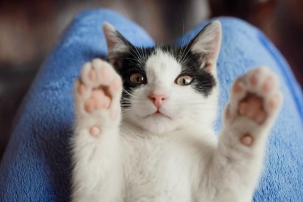 Foto colorida de gato com as patas levantadas