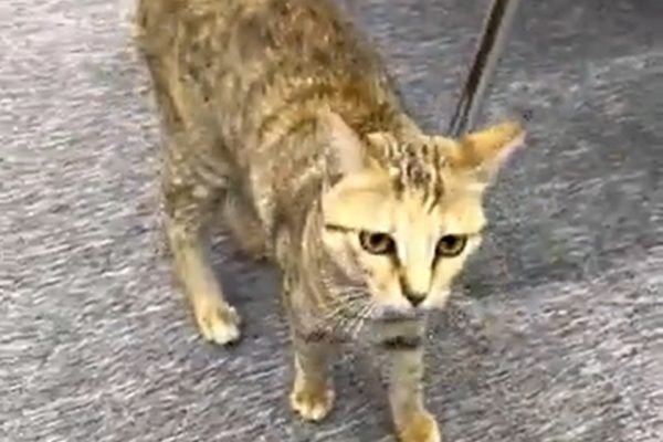 Hexa: gatinho que "invadiu" coletiva de Vini Jr. virou xodó da Seleção - Metrópoles