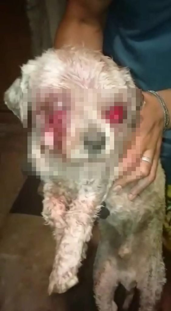 Cachorro tem olhos arrancados em agressão