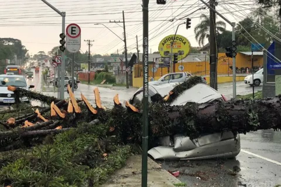 Carro atingido por árvore caída em Santa Catarina - Metrópoles