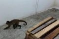 Macaco-prego dever ser o famoso Macaco Chico - Metrópoles