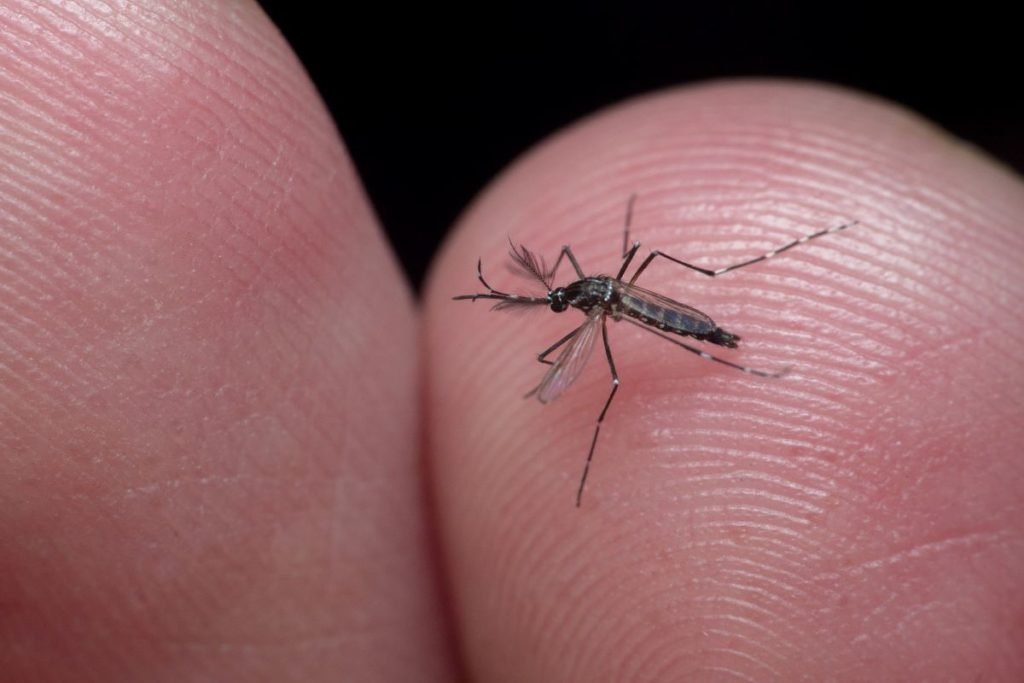 Mosquito Aedes Aegypti transmissor da dengue - Metrópoles