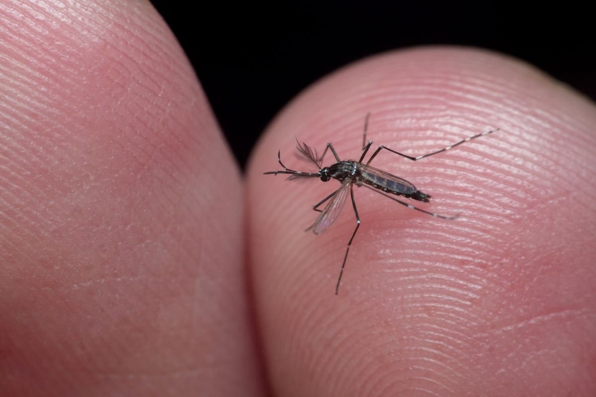 Mosquito Aedes Aegypti transmissor da dengue em dedo de pessoa - Metrópoles