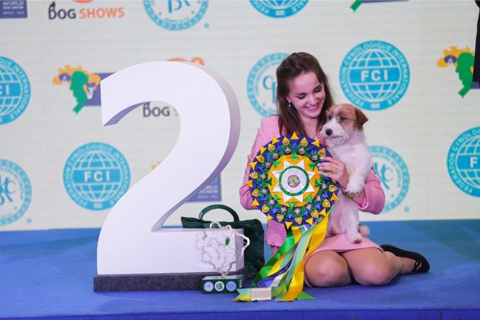 World Dog Show Brasil elegeu Shih Tzu como o melhor cão do mundo