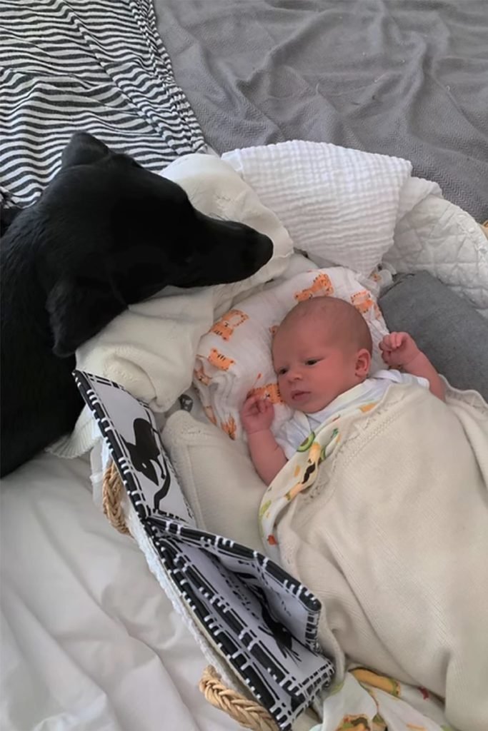 Foto colorida de bebê em bebê conforto observado por cão de pele preto - Metrópoles